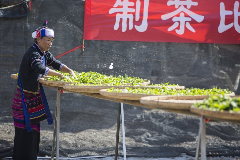 2016 Yiwu Tea Competition in Pictures