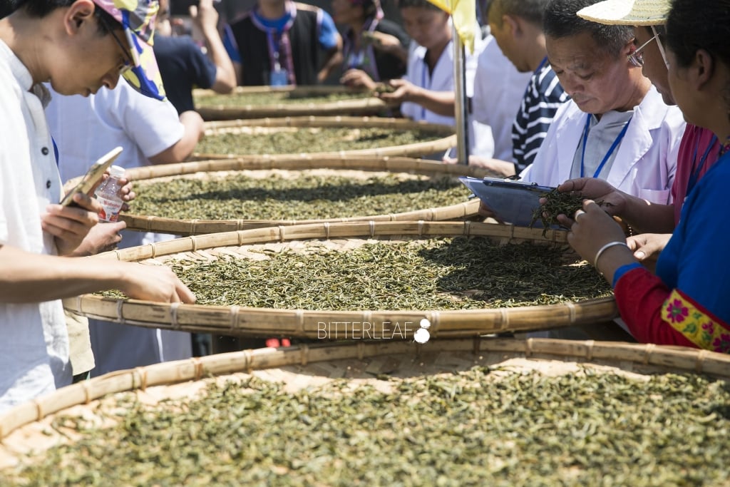 2016 Yiwu Tea Competition in Pictures