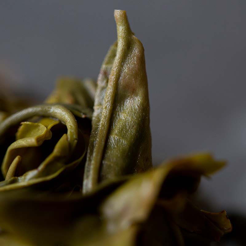 full frontal 2019 jingmai raw puer 10 | BITTERLEAF TEAS full frontal 2019 jingmai raw puer 10 | BITTERLEAF TEAS