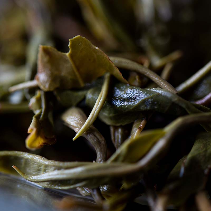 monsieur lafleur 2019 jingmai raw puer 10 | BITTERLEAF TEAS monsieur lafleur 2019 jingmai raw puer 10 | BITTERLEAF TEAS