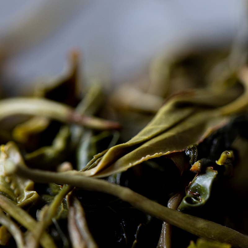 year of the pig 2019 yiwu raw puer 10 | BITTERLEAF TEAS year of the pig 2019 yiwu raw puer 10 | BITTERLEAF TEAS