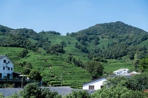 Private Order: 2022 Shifeng Longjing/Dragonwell Green Tea