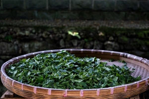 shifeng-longjing-dragonwell-2020-spring-green-tea-7