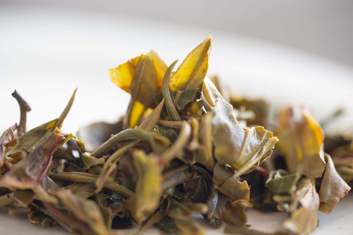 little mountain bloom 2020 jingmai raw puer 8 | BITTERLEAF TEAS little mountain bloom 2020 jingmai raw puer 8 | BITTERLEAF TEAS