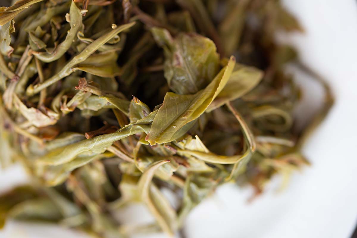 monsieur lafleur 2020 jingmai raw puer 10 | BITTERLEAF TEAS monsieur lafleur 2020 jingmai raw puer 10 | BITTERLEAF TEAS