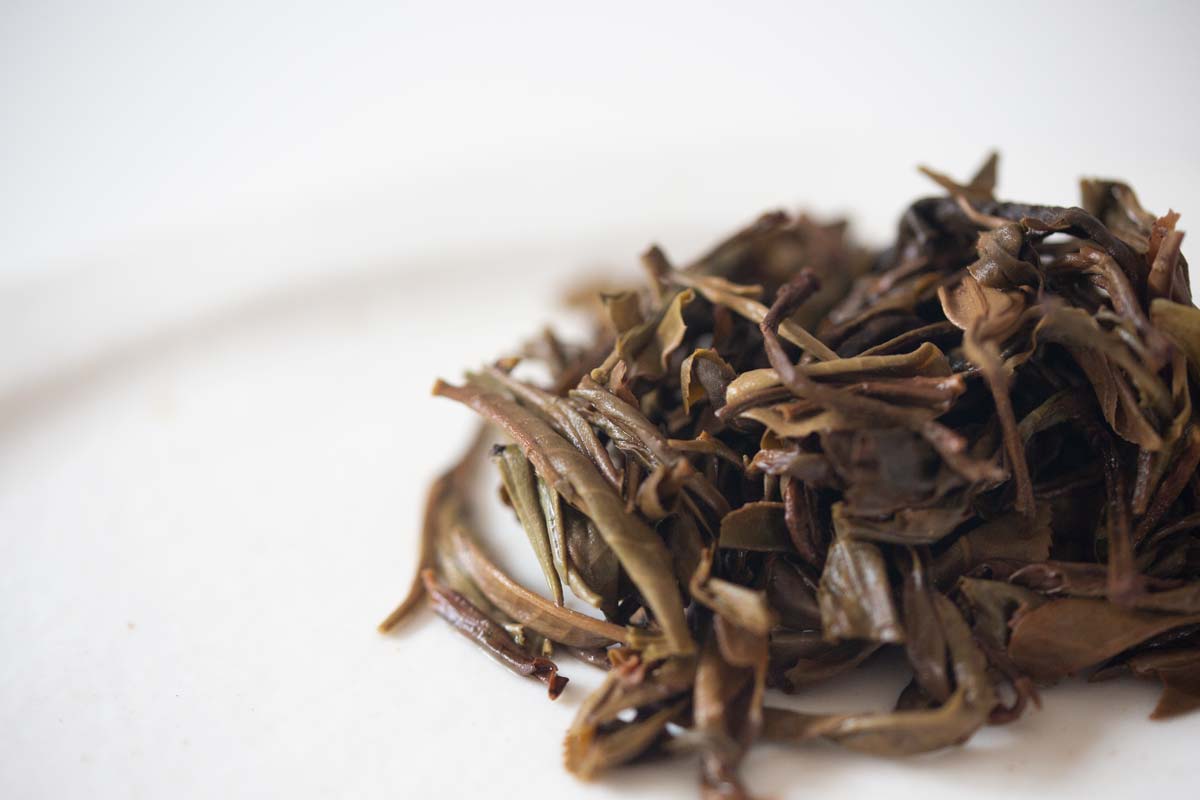 greatest hits gushu sheng puer tea 11 | BITTERLEAF TEAS