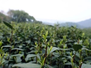 2021 shifeng longjing green tea 1 | BITTERLEAF TEAS