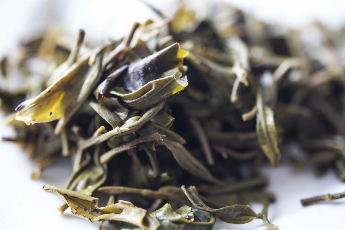 big old ass tree 2021 spring hekai raw puer puerh 10 | BITTERLEAF TEAS