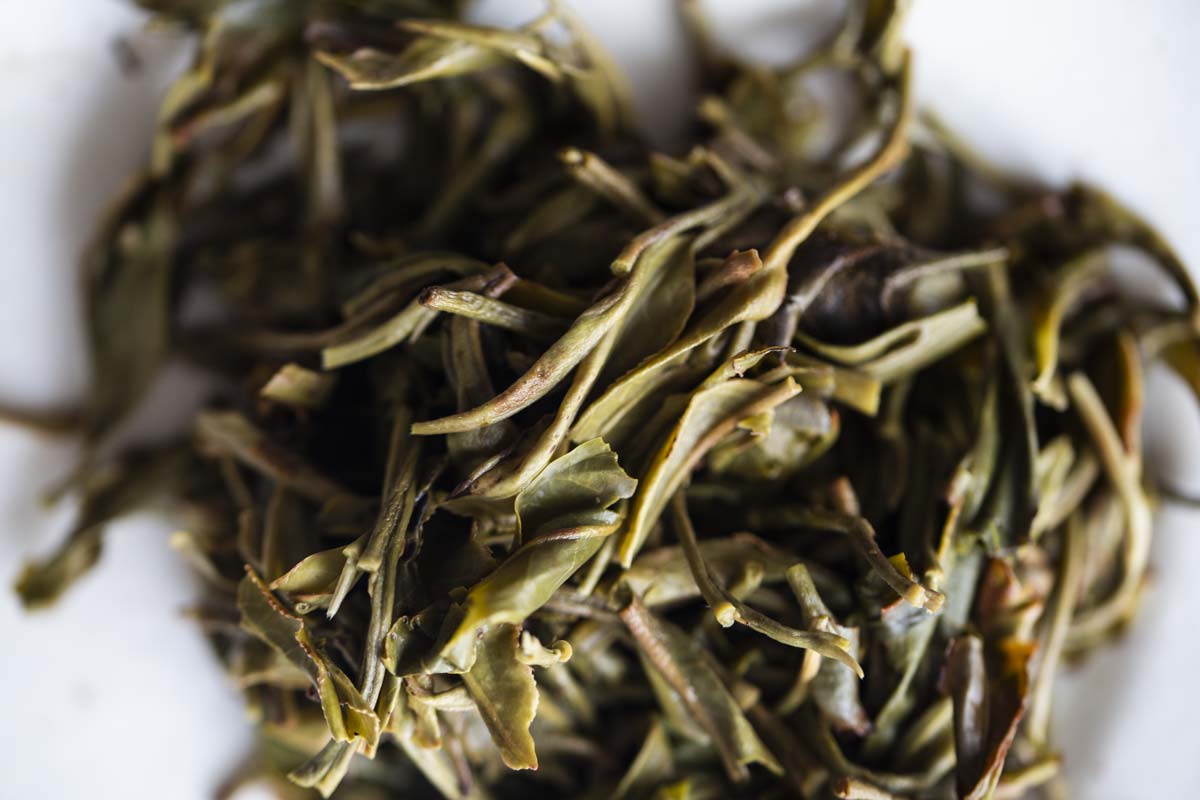 big old ass tree 2021 spring hekai raw puer puerh 9 | BITTERLEAF TEAS