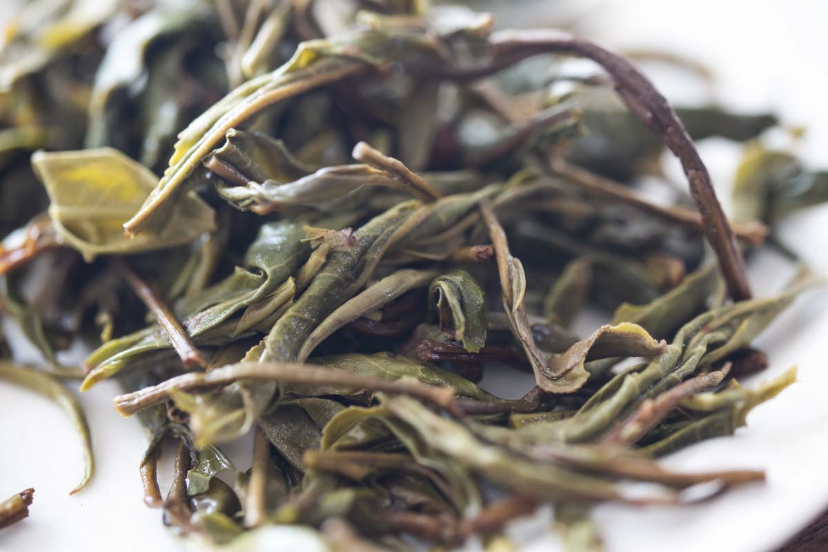 over the rainbow 2021 spring lincang raw puer puerh 10 | BITTERLEAF TEAS