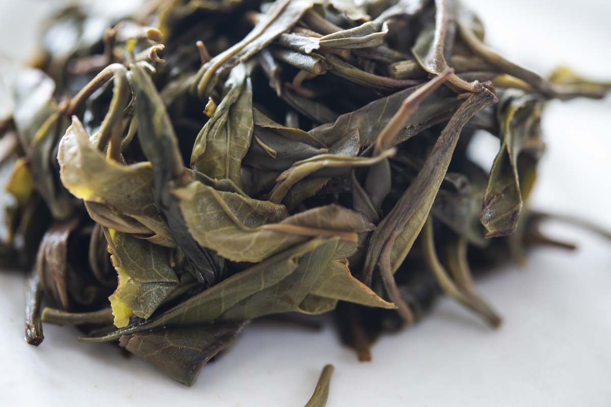 plum beauty 2021 spring mengsong raw puer puerh 11 | BITTERLEAF TEAS plum beauty 2021 spring mengsong raw puer puerh 11 | BITTERLEAF TEAS