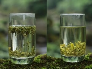 the finest 2022 mengding ganlu green tea 1 | BITTERLEAF TEAS