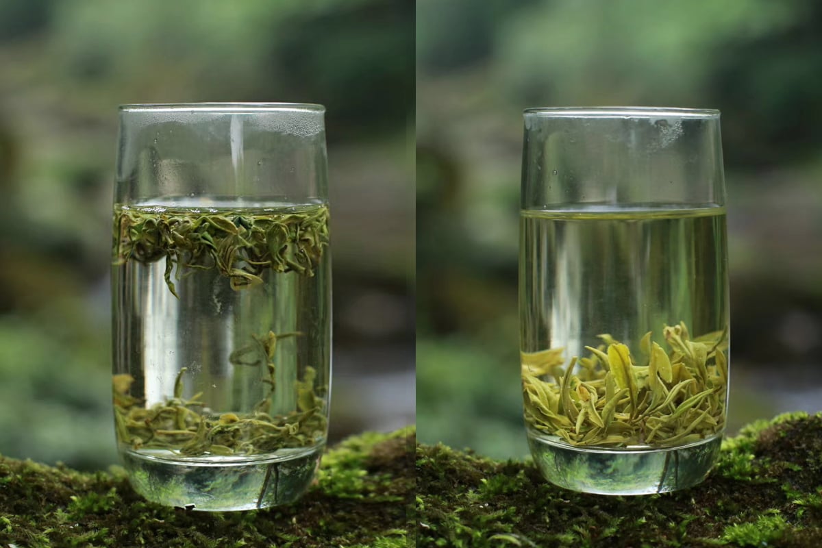 the finest 2022 mengding ganlu green tea 1 | BITTERLEAF TEAS the finest 2022 mengding ganlu green tea 1 | BITTERLEAF TEAS