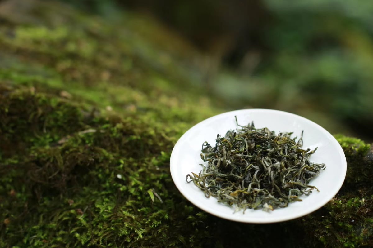 the finest 2022 mengding ganlu green tea 2 | BITTERLEAF TEAS the finest 2022 mengding ganlu green tea 2 | BITTERLEAF TEAS