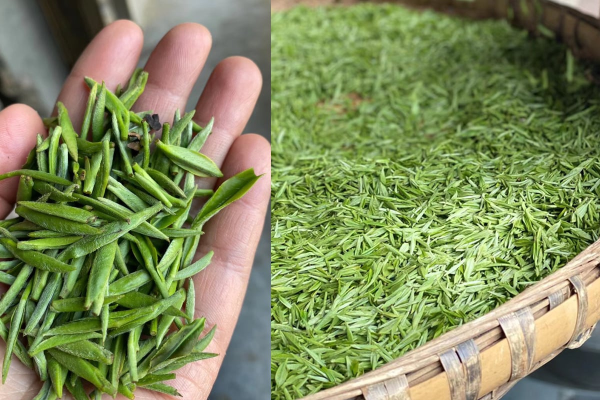 the finest 2022 mengding ganlu green tea 3 | BITTERLEAF TEAS the finest 2022 mengding ganlu green tea 3 | BITTERLEAF TEAS