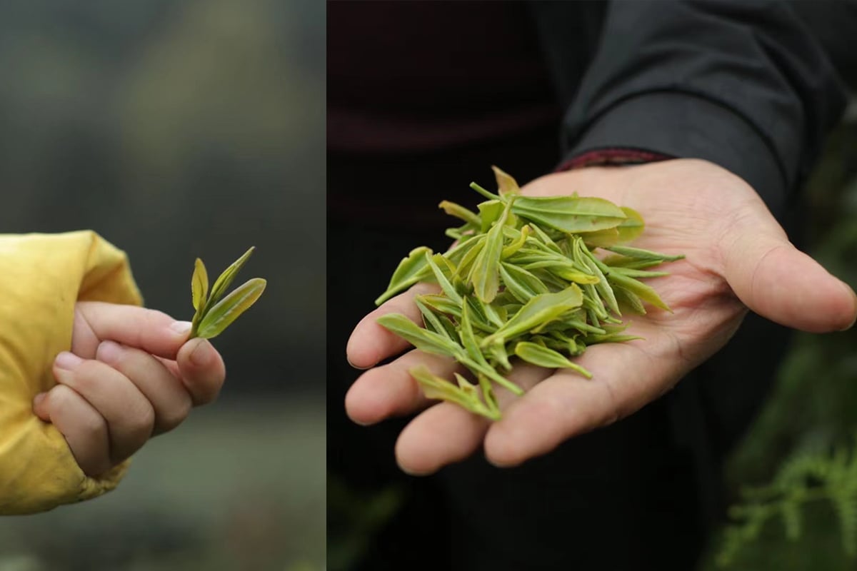 the finest 2022 mengding ganlu green tea 5 | BITTERLEAF TEAS the finest 2022 mengding ganlu green tea 5 | BITTERLEAF TEAS