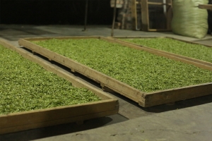 the-finest-2022-mengding-ganlu-green-tea-7
