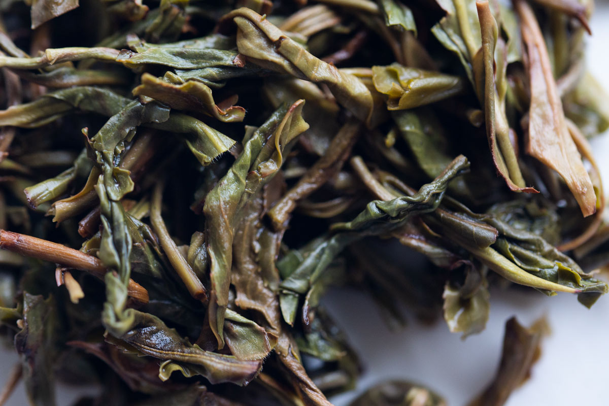 gentle giant 2022 pasha raw puer 10 | BITTERLEAF TEAS gentle giant 2022 pasha raw puer 10 | BITTERLEAF TEAS