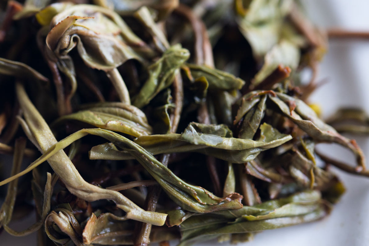 gentle giant 2022 pasha raw puer 11 | BITTERLEAF TEAS gentle giant 2022 pasha raw puer 11 | BITTERLEAF TEAS