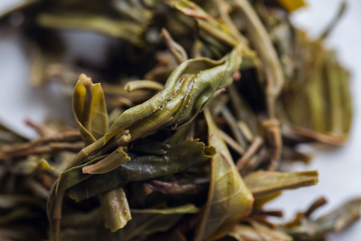 great expectations 2022 pasha raw puer 10 | BITTERLEAF TEAS great expectations 2022 pasha raw puer 10 | BITTERLEAF TEAS