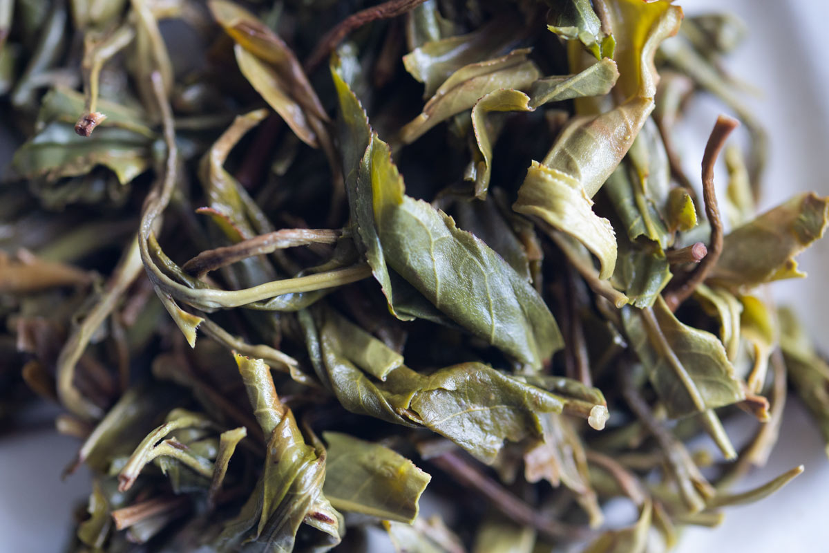 kingpin 2022 youle raw puer 5 | BITTERLEAF TEAS kingpin 2022 youle raw puer 5 | BITTERLEAF TEAS