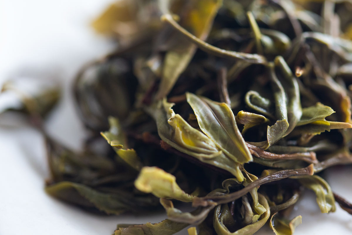 monsieur lafelur 2022 jingmai raw puer 10 | BITTERLEAF TEAS monsieur lafelur 2022 jingmai raw puer 10 | BITTERLEAF TEAS