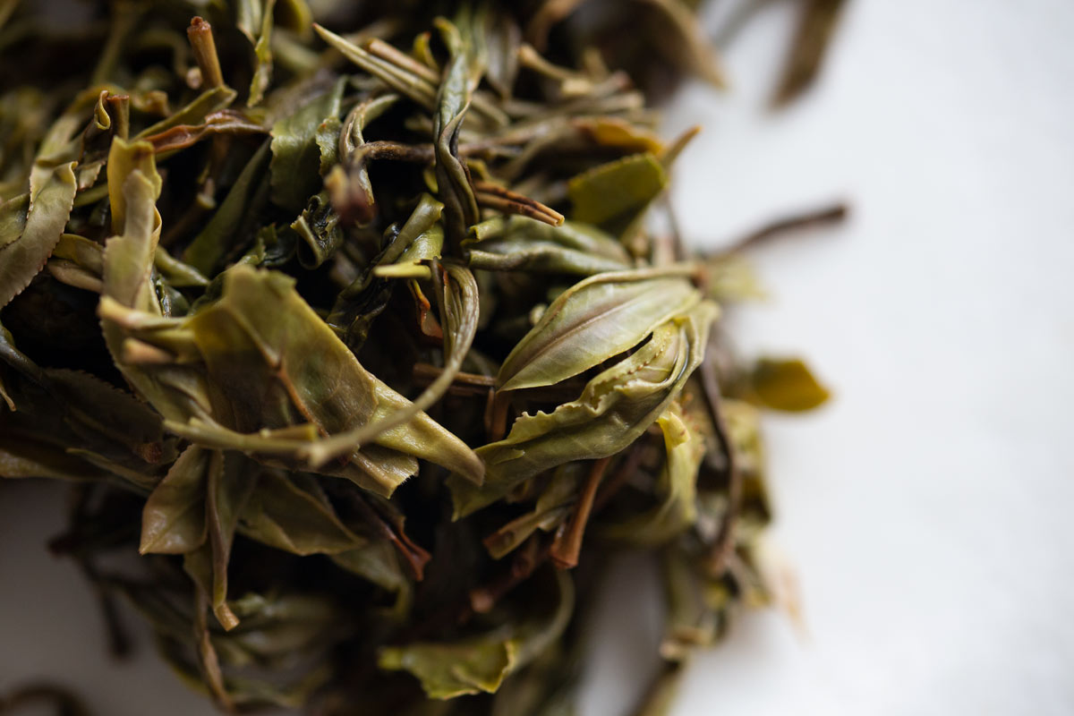 monsieur lafelur 2022 jingmai raw puer 9 | BITTERLEAF TEAS monsieur lafelur 2022 jingmai raw puer 9 | BITTERLEAF TEAS