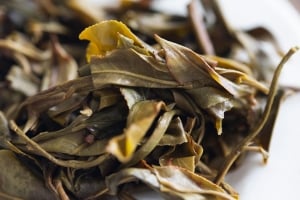 bitterleaf-finds-2019-xigui-raw-puer-6