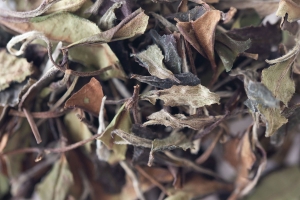 migaloo-2017-fuding-shoumei-white-tea-2