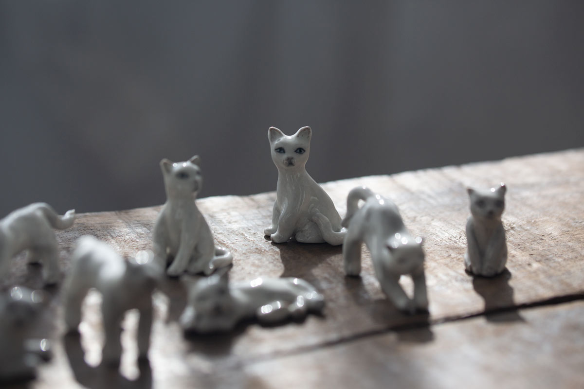 cat republic teacup white 1 | BITTERLEAF TEAS cat republic teacup white 1 | BITTERLEAF TEAS