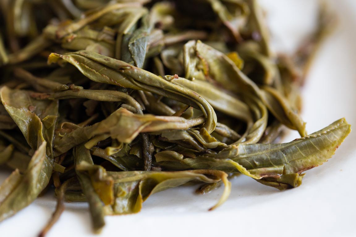 gentle giant 2023 pasha raw puer 10 | BITTERLEAF TEAS gentle giant 2023 pasha raw puer 10 | BITTERLEAF TEAS