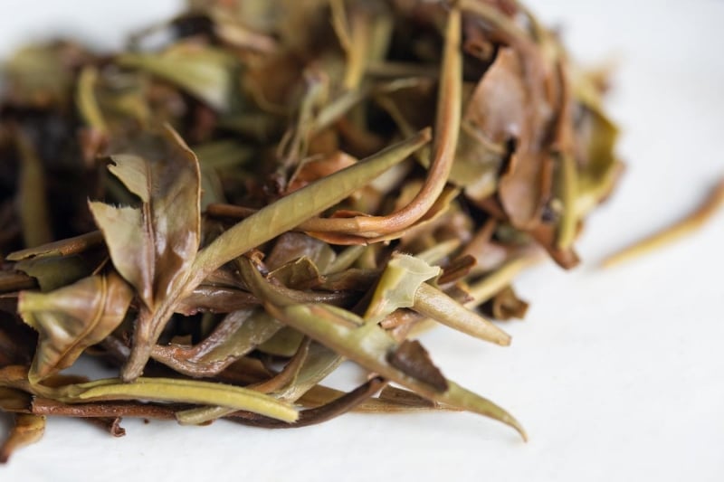 White Out 2023 Yunnan White Tea Set BITTERLEAF TEAS