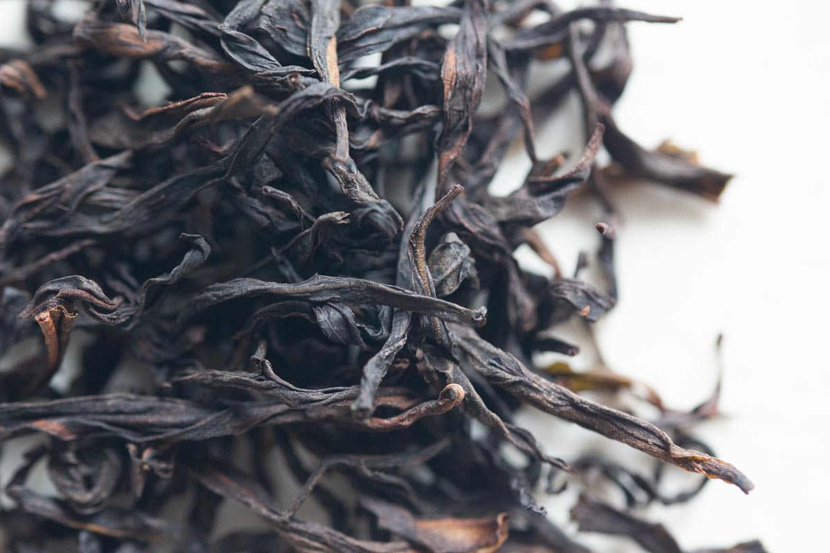in the rough 2023 spring chahu songzhong dancong 1 | BITTERLEAF TEAS in the rough 2023 spring chahu songzhong dancong 1 | BITTERLEAF TEAS