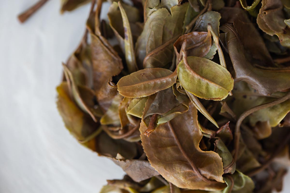 giant white 2023 bada white tea 4 | BITTERLEAF TEAS