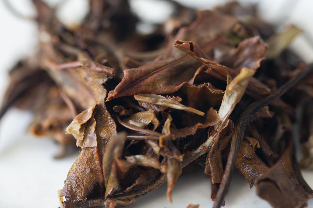 White Crow 2023 Lincang Shoumei White Tea BITTERLEAF TEAS