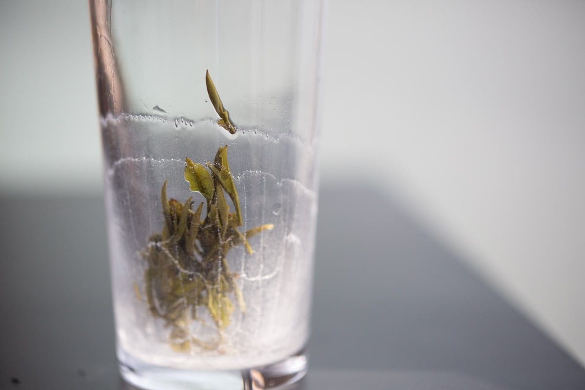 o2 mist green tea cup 9 | BITTERLEAF TEAS