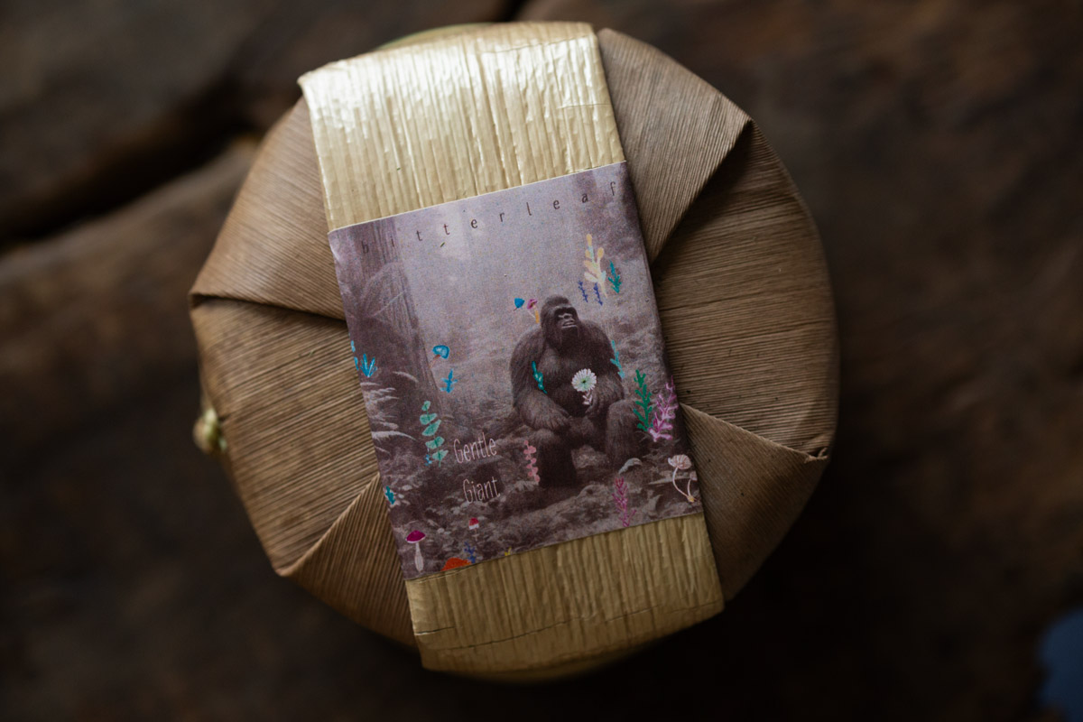 gentle giant 2024 spring pasha raw puer tea 1 | BITTERLEAF TEAS gentle giant 2024 spring pasha raw puer tea 1 | BITTERLEAF TEAS