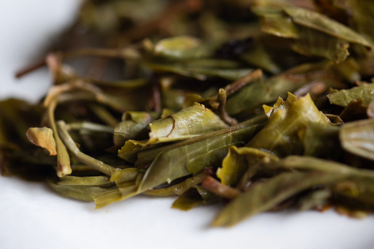 gentle giant 2024 spring pasha raw puer tea 10 | BITTERLEAF TEAS gentle giant 2024 spring pasha raw puer tea 10 | BITTERLEAF TEAS