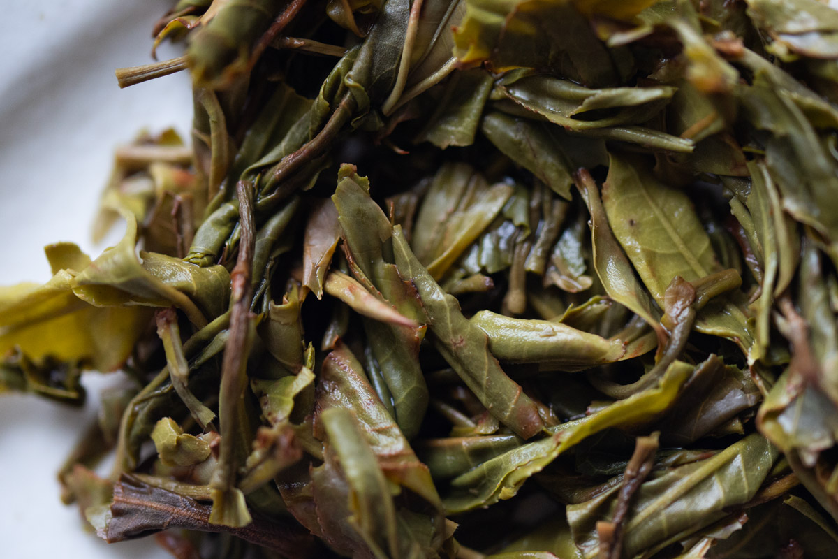 gentle giant 2024 spring pasha raw puer tea 9 | BITTERLEAF TEAS gentle giant 2024 spring pasha raw puer tea 9 | BITTERLEAF TEAS