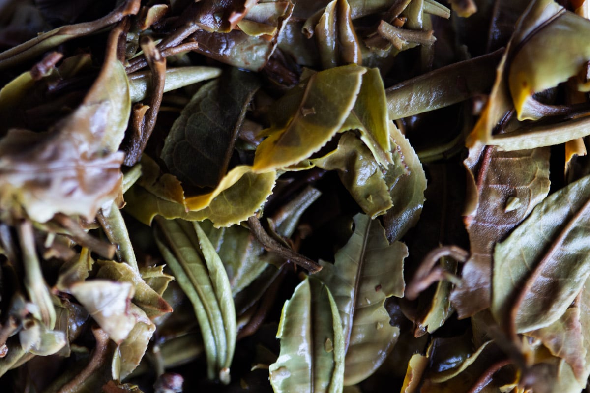 bright stormy 2024 spring kunlu shan white tea 8 | BITTERLEAF TEAS