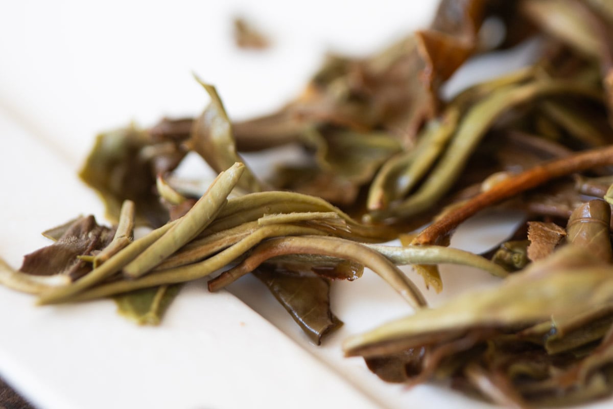 imprsess forcibly through unexpectedness 2024 spring wuliang shan white tea 10 | BITTERLEAF TEAS imprsess forcibly through unexpectedness 2024 spring wuliang shan white tea 10 | BITTERLEAF TEAS