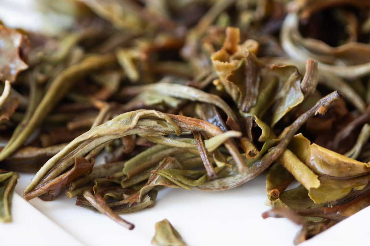 imprsess forcibly through unexpectedness 2024 spring wuliang shan white tea 9 | BITTERLEAF TEAS imprsess forcibly through unexpectedness 2024 spring wuliang shan white tea 9 | BITTERLEAF TEAS