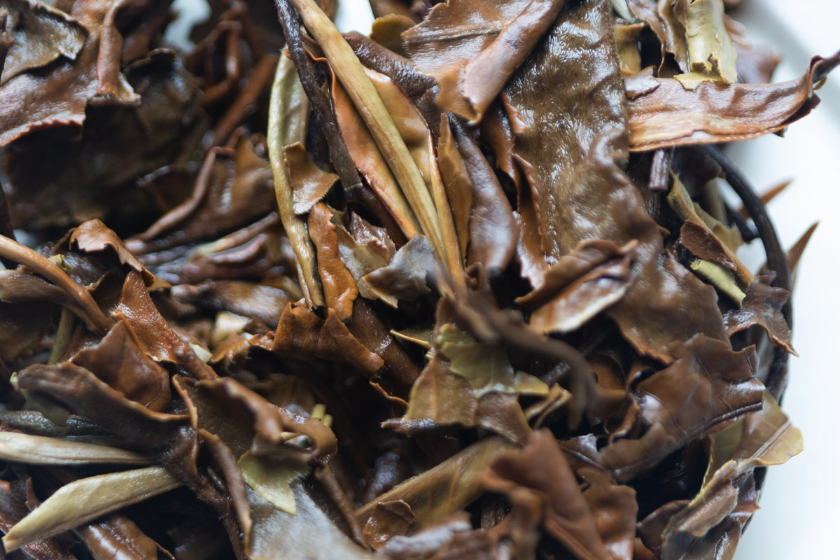 white crow 2024 lincang shoumei white tea 8 | BITTERLEAF TEAS white crow 2024 lincang shoumei white tea 8 | BITTERLEAF TEAS