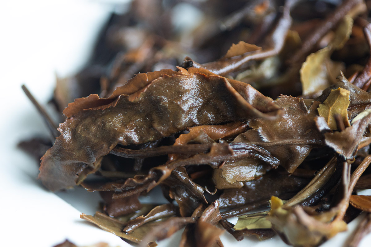 white crow 2024 lincang shoumei white tea 9 | BITTERLEAF TEAS white crow 2024 lincang shoumei white tea 9 | BITTERLEAF TEAS