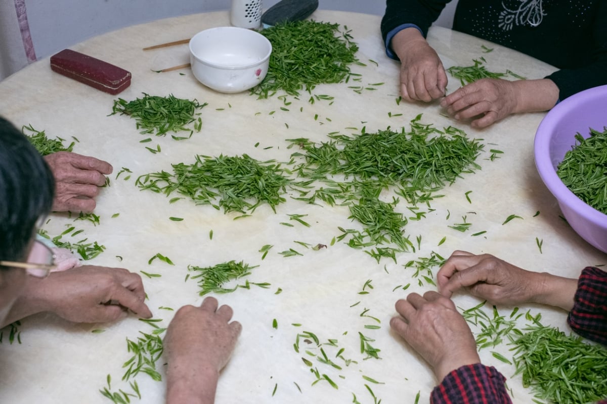 evergreen 2025 spring biluochun green tea 1 | BITTERLEAF TEAS