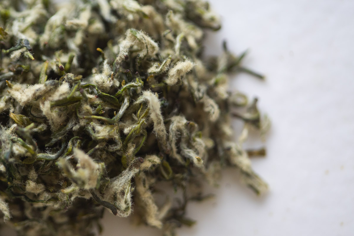 evergreen 2025 spring biluochun green tea 17 | BITTERLEAF TEAS