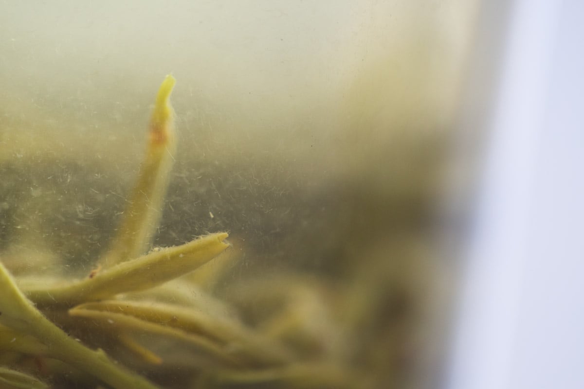 evergreen 2025 spring biluochun green tea 19 | BITTERLEAF TEAS