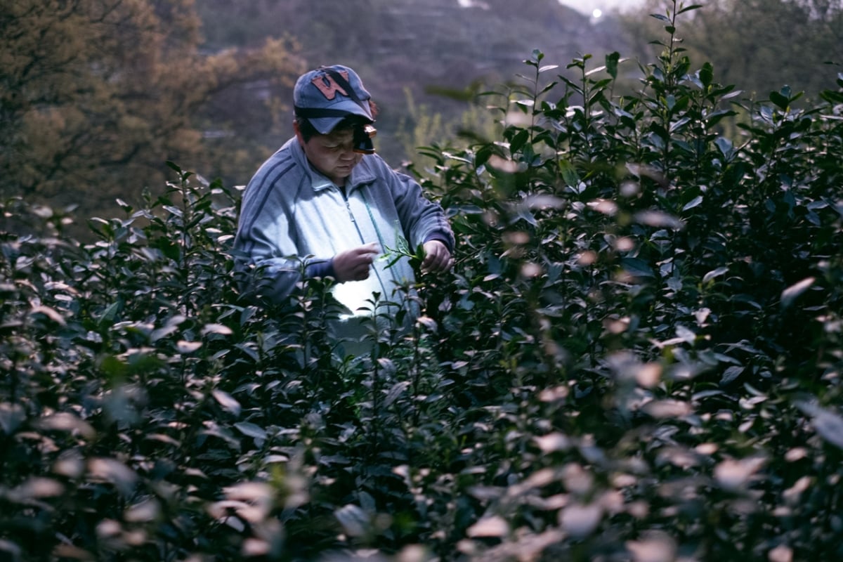 evergreen 2025 spring biluochun green tea 2 | BITTERLEAF TEAS