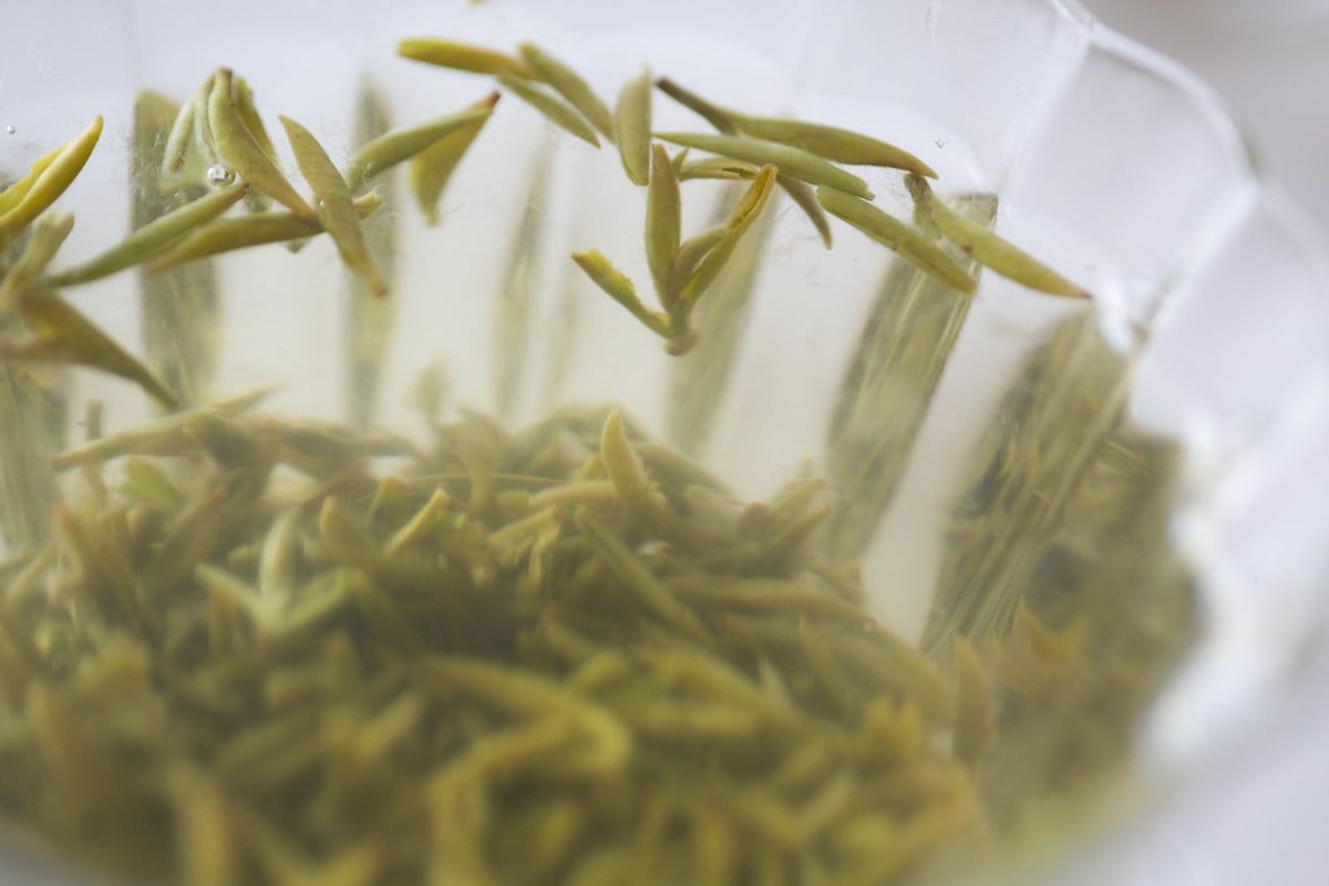 evergreen 2025 spring biluochun green tea 23 | BITTERLEAF TEAS