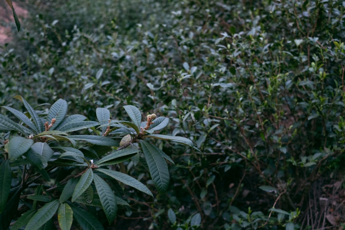 evergreen 2025 spring biluochun green tea 3 | BITTERLEAF TEAS